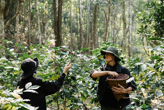 Sustainable Practices in Coffee Harvesting: Why They Matter