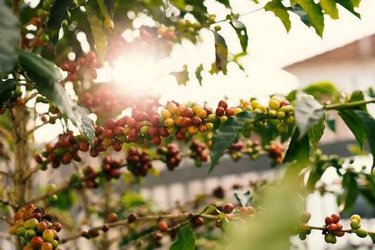15 Coffee Nutrition Facts That Will Make You Appreciate Your Brew Even More