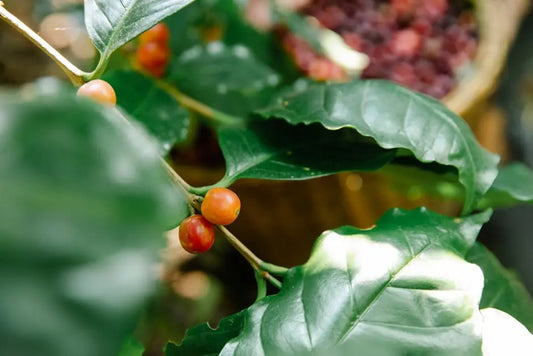 7 Ways Conservation Coffee is Revolutionizing the Industry