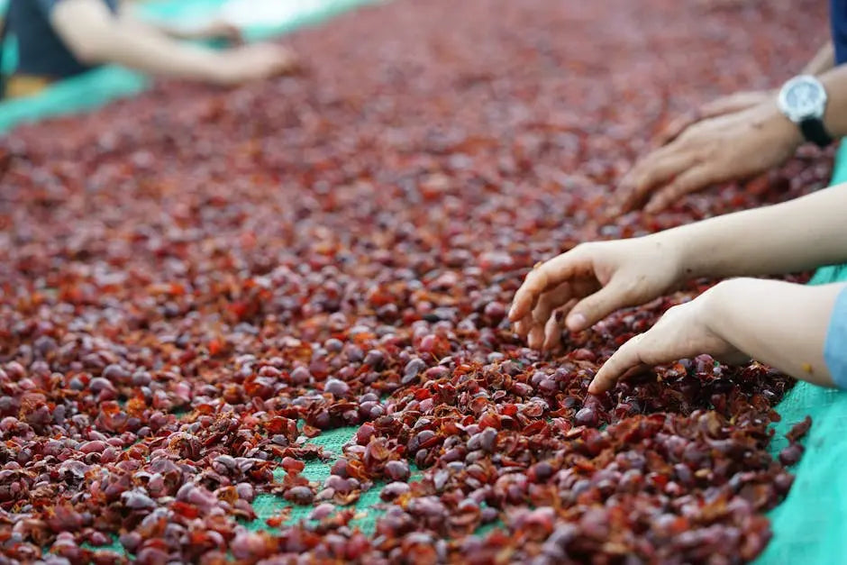 How Does Direct Trade Coffee Benefit Farmers?