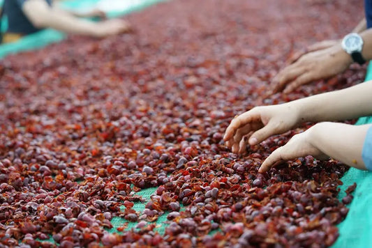 How Does Direct Trade Coffee Benefit Farmers?