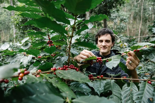 What makes the coffee quality sustainable and ethical?